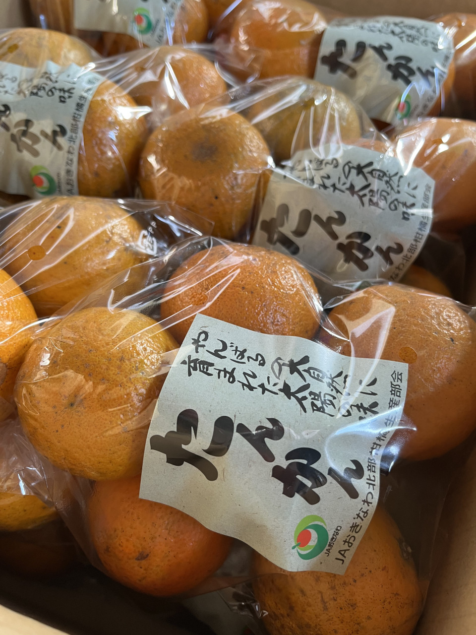 １月２３日　青果市場情報！！